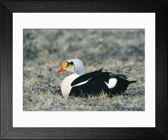 Framed Print : King Eider Duck Framed Print : King Eider Duck