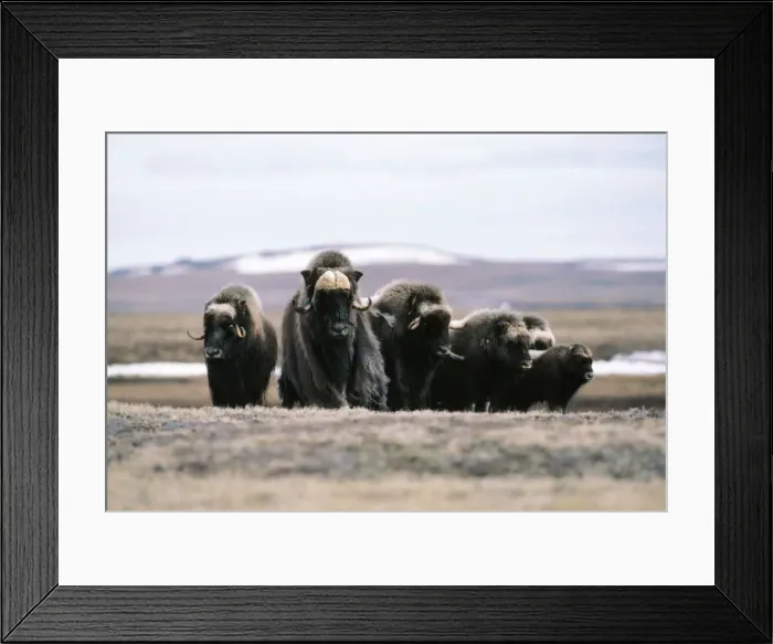 Framed Print : Muskox. FG-4969. MUSK OX. Ovibos moschatus Framed Print : Muskox. FG-4969. MUSK OX. Ovibos moschatus
