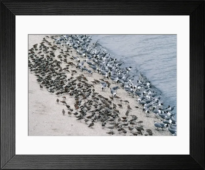 Framed Print : Laughing Gulls - & Shorebirds eating Horseshoe Crab eggs. Delaware Bay, USA Framed Print : Laughing Gulls - & Shorebirds eating Horseshoe Crab eggs. Delaware Bay, USA
