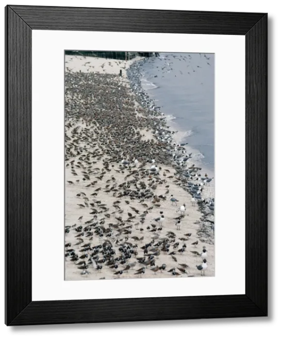 Framed Print : Laughing Gulls - & Shorebirds eating Horseshoe Crab eggs. Delaware Bay, USA Framed Print : Laughing Gulls - & Shorebirds eating Horseshoe Crab eggs. Delaware Bay, USA