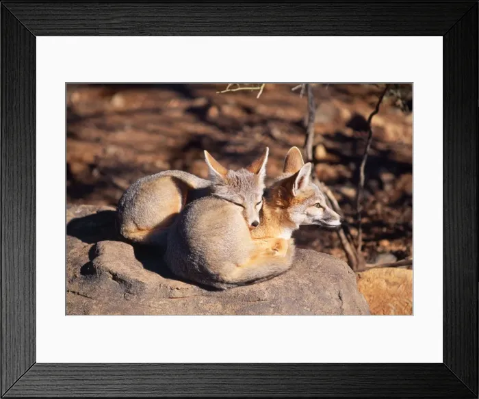 Framed Print : Kit Fox - x 2 Framed Print : Kit Fox - x 2