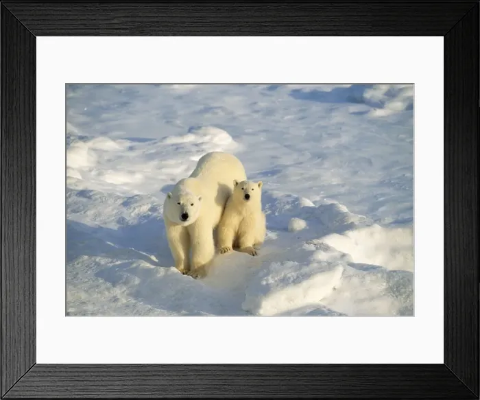 Framed Print : Polar Bear - mother & cub Framed Print : Polar Bear - mother & cub