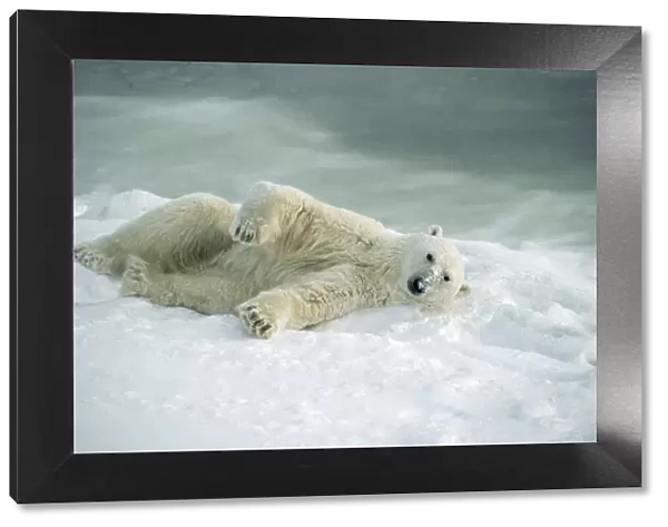 Polar Bear - rolling in snow to dry after coming out of the water