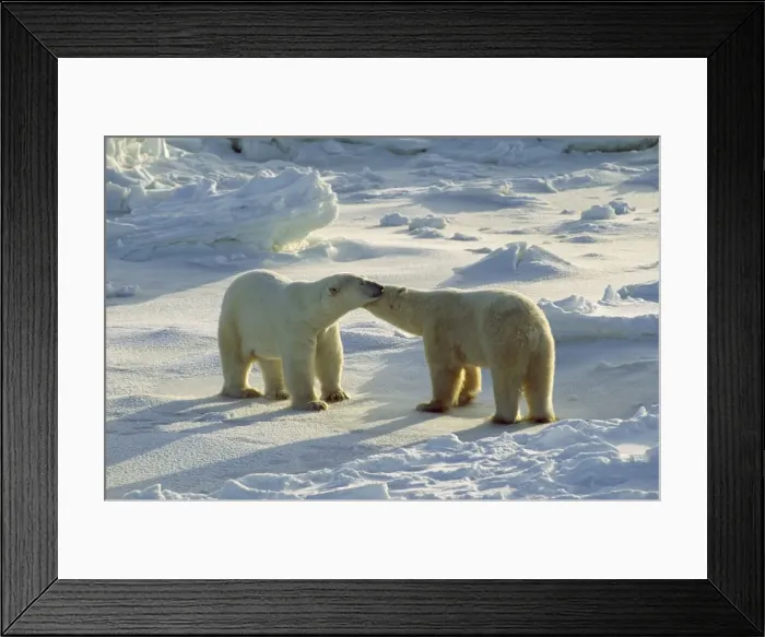 Framed Print : Polar Bear Framed Print : Polar Bear