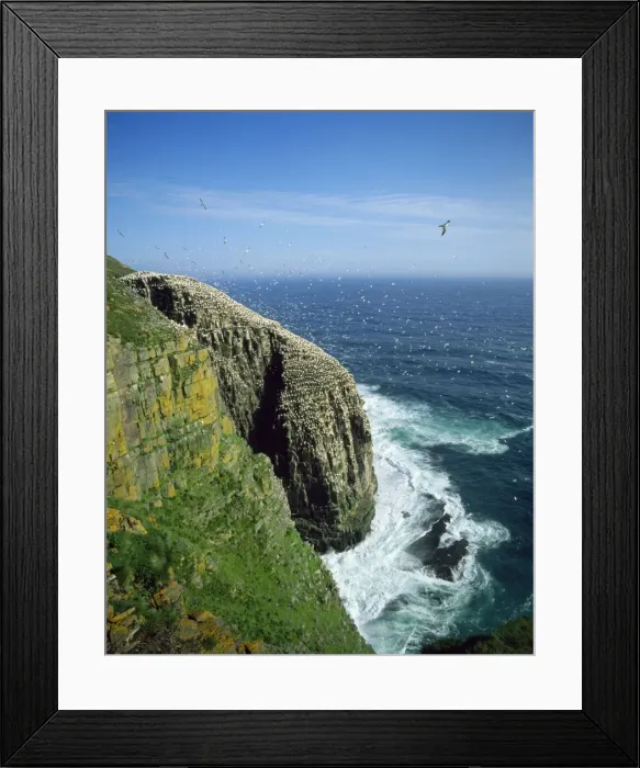 Framed Print : Northern Gannet - colony Cape St. Mary's Bird Sanctuary, Newfoundland Canada Framed Print : Northern Gannet - colony Cape St. Mary's Bird Sanctuary, Newfoundland Canada