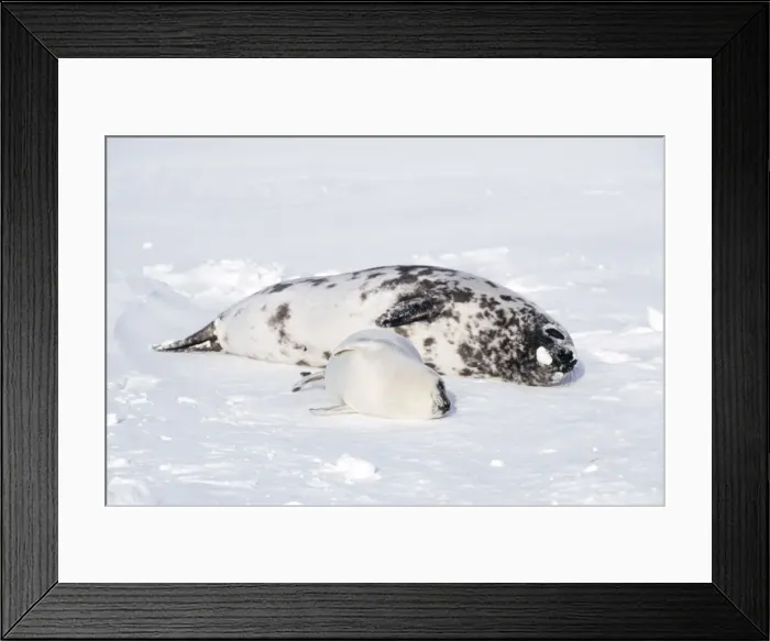 Framed Print : Hooded Seal - Female and pup in snow Framed Print : Hooded Seal - Female and pup in snow