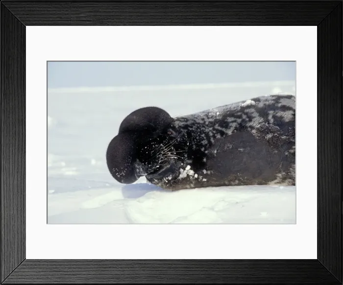 Framed Print : Hooded Seal Male with its porboscis ('hood') inflated Framed Print : Hooded Seal Male with its porboscis ('hood') inflated