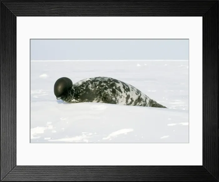 Framed Print : Hooded Seal Male with its Proboscis ('hood') inflated Framed Print : Hooded Seal Male with its Proboscis ('hood') inflated