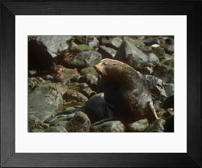 Framed Print : Juan Fernandez Fur Seal - on rocks Framed Print : Juan Fernandez Fur Seal - on rocks