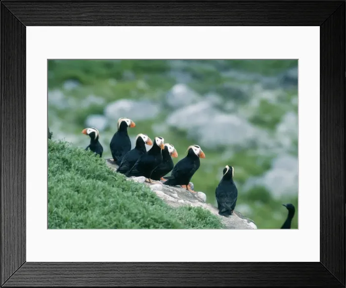 Framed Print : Tufted Puffin Gulf of Alaska Framed Print : Tufted Puffin Gulf of Alaska