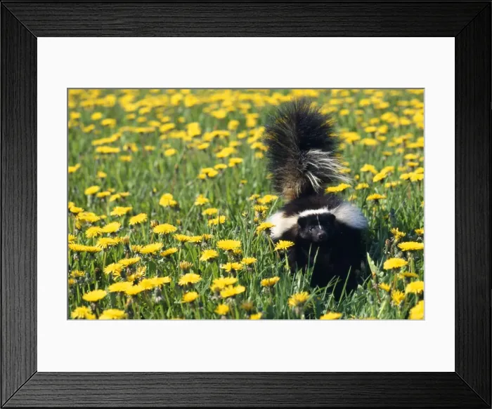 Framed Print : Striped Skunk North America Framed Print : Striped Skunk North America
