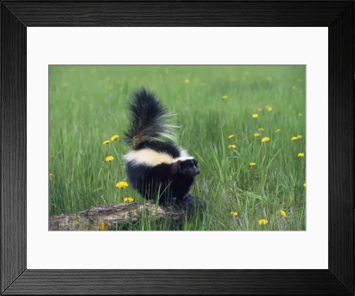 Framed Print : Striped Skunk North America