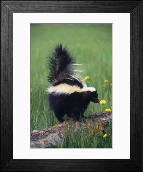 Framed Print : Striped Skunk North America Framed Print : Striped Skunk North America