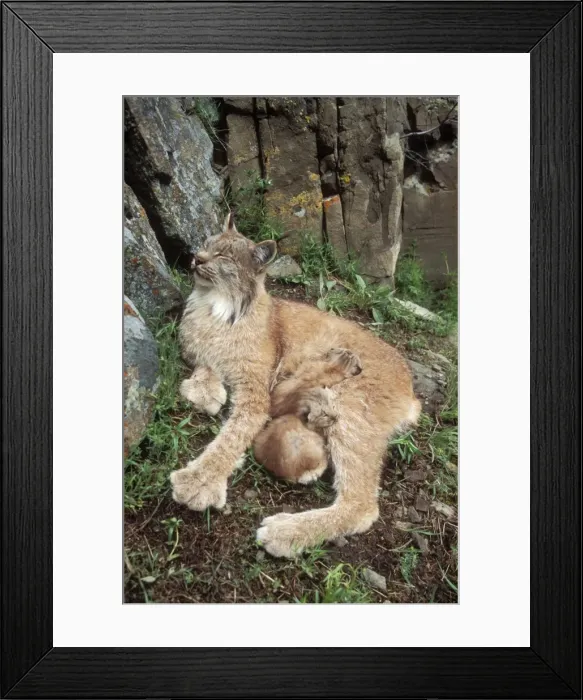 Framed Print : Lynx Mother & babies Montana, USA Framed Print : Lynx Mother & babies Montana, USA