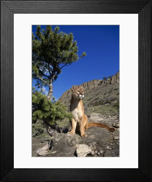 Framed Print : Cougar / Mountain Lion Montana, USA Framed Print : Cougar / Mountain Lion Montana, USA