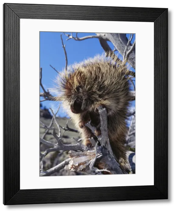 Framed Print : Porcupine North America Framed Print : Porcupine North America