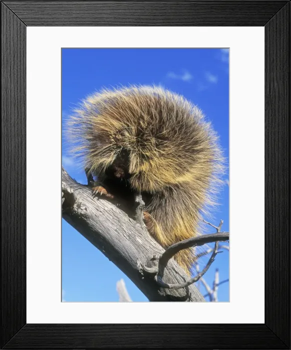Framed Print : Porcpupine North America Framed Print : Porcpupine North America