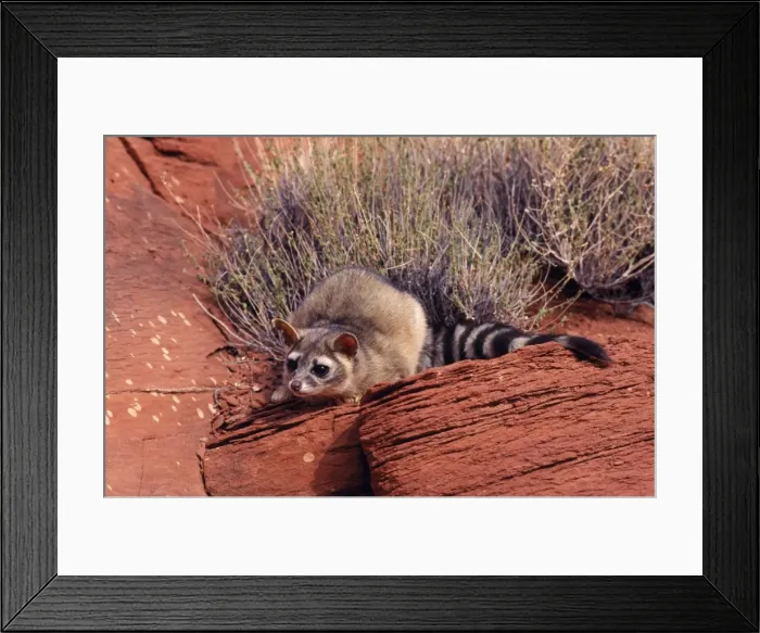 Framed Print : Cacomistle / Ringtail North America Framed Print : Cacomistle / Ringtail North America