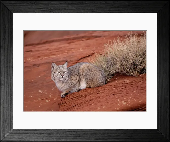 Framed Print : Bobcat - Lying on rock North America Framed Print : Bobcat - Lying on rock North America