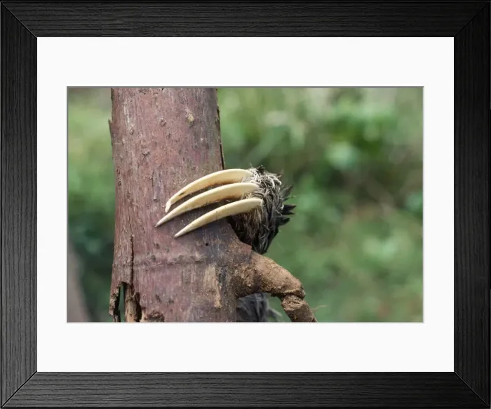Framed Print : 3-toed Sloth - close-up of claw. Panama Framed Print : 3-toed Sloth - close-up of claw. Panama