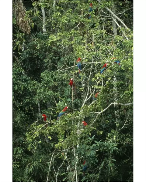 Red & Green  /  Red & Blue Macaw Waiting to descend on a clay lick, Madre de Dios River, Peru