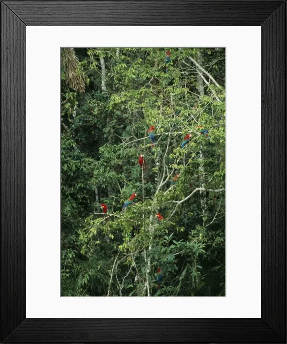 Framed Print : Red & Green / Red & Blue Macaw Waiting to descend on a clay lick, Madre de Dios River, Peru Framed Print : Red & Green / Red & Blue Macaw Waiting to descend on a clay lick, Madre de Dios River, Peru