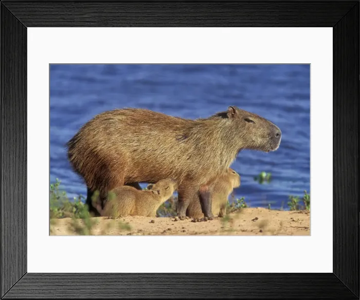 Framed Print : Capybara Mother & Babies Framed Print : Capybara Mother & Babies