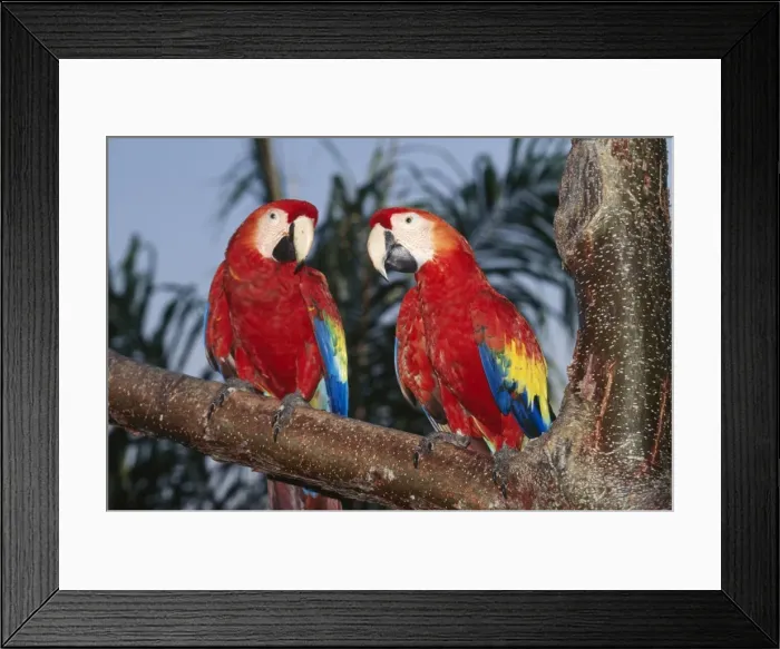 Framed Print : Scarlet Macaw Central, South Amercia Framed Print : Scarlet Macaw Central, South Amercia