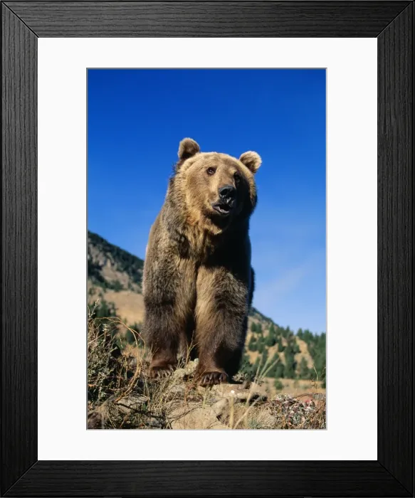 Framed Print : Grizzly Bear Montana, USA Framed Print : Grizzly Bear Montana, USA
