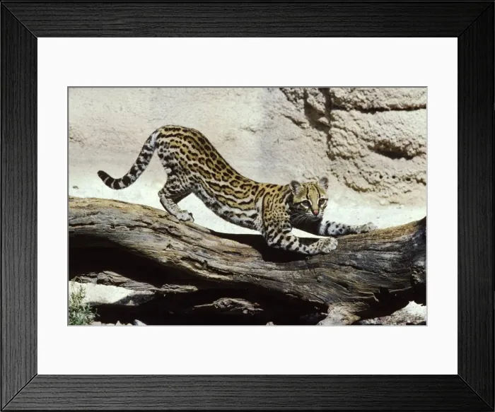 Framed Print : Ocelot. FG-AG-298. Ocelot. Felis pardalis Framed Print : Ocelot. FG-AG-298. Ocelot. Felis pardalis