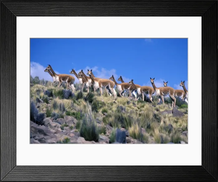 Framed Print : Vicuna High Andes of southern Peru and Bolivia, northern Chile and Argentina Photographed at 4000 m elevation at Pampa Galeras, Peru Framed Print : Vicuna High Andes of southern Peru and Bolivia, northern Chile and Argentina Photographed at 4000 m elevation at Pampa Galeras, Peru