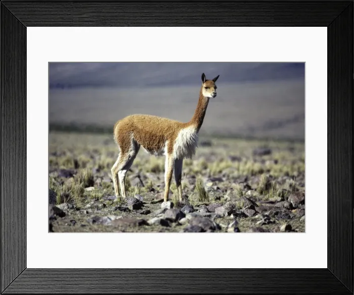 Framed Print : Vicuna High Andes of southern Peru and Bolivia, northern Chile and Argentina Photographed at 4000 m elevation at Pampa Galeras, Peru Framed Print : Vicuna High Andes of southern Peru and Bolivia, northern Chile and Argentina Photographed at 4000 m elevation at Pampa Galeras, Peru