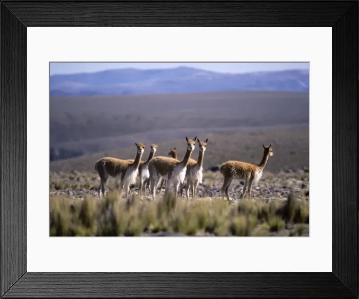 Framed Print : Vicuna High Andes of southern Peru and Bolivia, northern Chile and Argentina Photographed at 4000 m elevation at Pampa Galeras, Peru Framed Print : Vicuna High Andes of southern Peru and Bolivia, northern Chile and Argentina Photographed at 4000 m elevation at Pampa Galeras, Peru