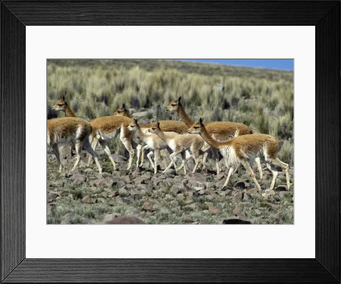 Framed Print : Vicuna High Andes of southern Peru, Bolivia, northern Chile and Argentina Photographed at 4000 m elevation at Pampa Galeras, Peru Framed Print : Vicuna High Andes of southern Peru, Bolivia, northern Chile and Argentina Photographed at 4000 m elevation at Pampa Galeras, Peru