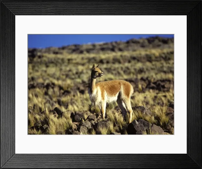 Framed Print : Vicuna High Andes of southern Peru and Bolivia, northern Chile and Argentina Photographed at 4000 m elevation at Pampa Galeras, Peru Framed Print : Vicuna High Andes of southern Peru and Bolivia, northern Chile and Argentina Photographed at 4000 m elevation at Pampa Galeras, Peru