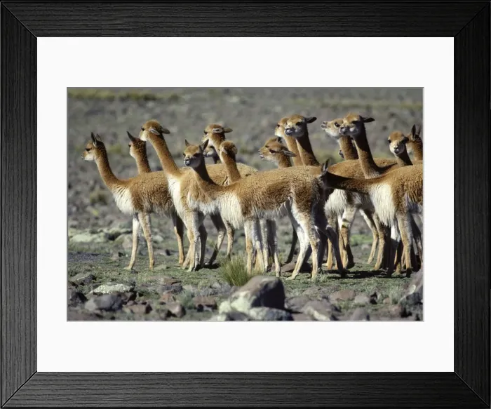 Framed Print : Vicuna High Andes of southern Peru and Bolivia, northern Chile and Argentina Photographed at 4000 m elevation at Pampa Galeras, Peru Framed Print : Vicuna High Andes of southern Peru and Bolivia, northern Chile and Argentina Photographed at 4000 m elevation at Pampa Galeras, Peru