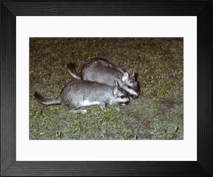 Framed Print : Plains Viscacha (Vizcacha) Range: Western Paraguay, plains of northeast Argentina. Photographed in the wild in El Palmar National Park, Province of Entre Rios, Argentina Framed Print : Plains Viscacha (Vizcacha) Range: Western Paraguay, plains of northeast Argentina. Photographed in the wild in El Palmar National Park, Province of Entre Rios, Argentina