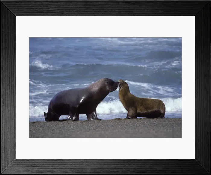 Framed Print : South American Sealion - Male and female Coast of Patagonia, Argentina Framed Print : South American Sealion - Male and female Coast of Patagonia, Argentina