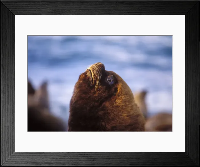 Framed Print : South American Sea Lion - male Coast of Patagonia, Argentina Framed Print : South American Sea Lion - male Coast of Patagonia, Argentina