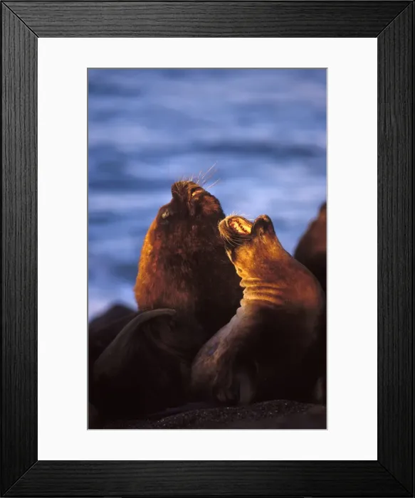 Framed Print : South American Sealion - Male and female Coast of Patagonia, Argentina Framed Print : South American Sealion - Male and female Coast of Patagonia, Argentina