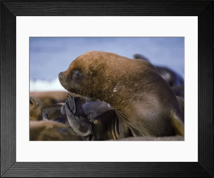 Framed Print : South American Sealion - Young male Coast of Patagonia, Argentina Framed Print : South American Sealion - Young male Coast of Patagonia, Argentina