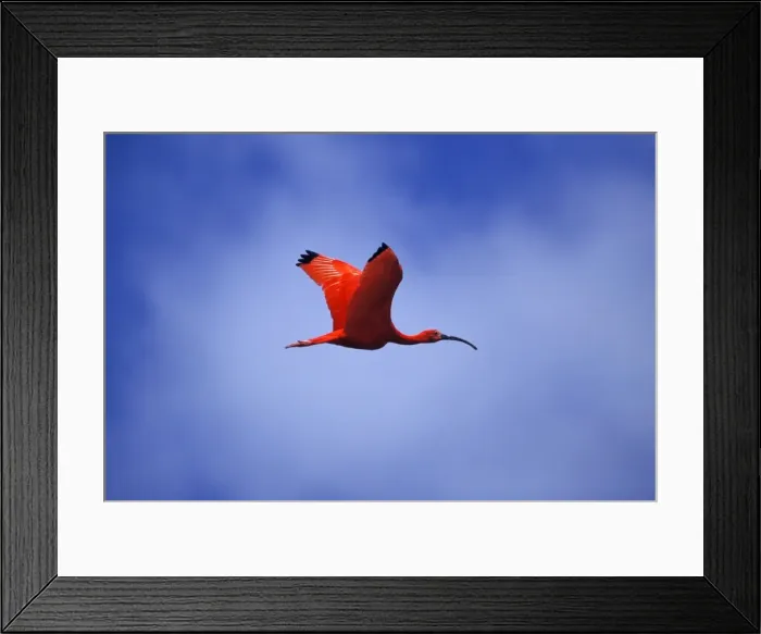 Framed Print : Scarlet Ibis Tropical northern South America. Photographed on the coast of Venezuela Framed Print : Scarlet Ibis Tropical northern South America. Photographed on the coast of Venezuela