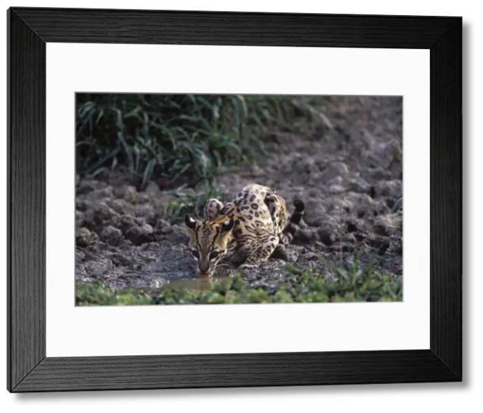 Framed Print : Ocelot - Drinking from a shrinking pond, at the end of the dry season. Photographed in the Llanos of Venezuela Framed Print : Ocelot - Drinking from a shrinking pond, at the end of the dry season. Photographed in the Llanos of Venezuela
