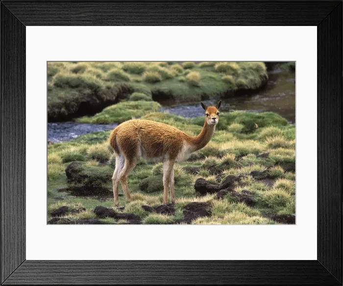 Framed Print : Vicuna High Andes of southern Peru, Bolivia, northern Chile and Argentina Photographed at 4000 m elevation in Lauca National Park, Chile Framed Print : Vicuna High Andes of southern Peru, Bolivia, northern Chile and Argentina Photographed at 4000 m elevation in Lauca National Park, Chile
