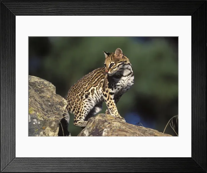 Framed Print : Ocelot Range: Tropical America Framed Print : Ocelot Range: Tropical America