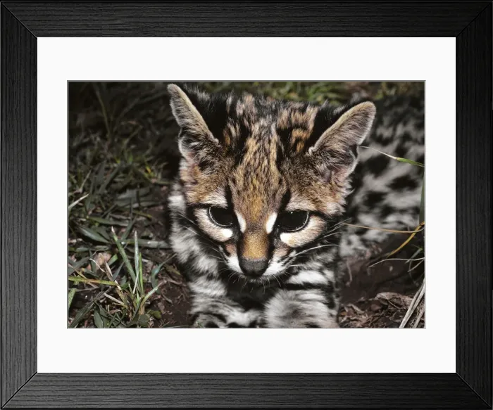 Framed Print : Ocelot, young -kitten Tropical America Framed Print : Ocelot, young -kitten Tropical America