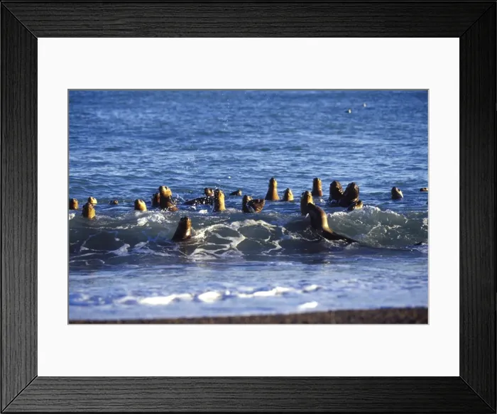 Framed Print : South American Sealions - Swimming in the surf Coast of Patagonia, Argentina Framed Print : South American Sealions - Swimming in the surf Coast of Patagonia, Argentina