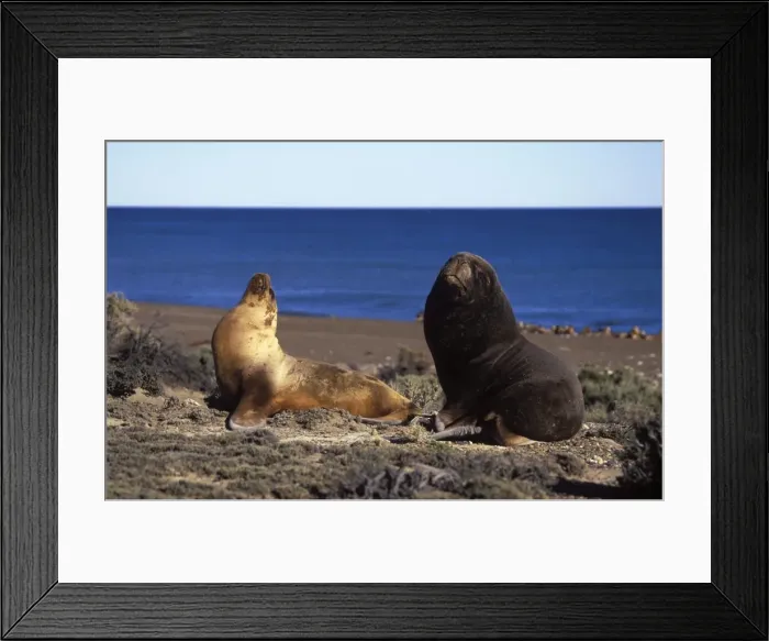 Framed Print : South American Sealion - Male and female, courtship Coast of Patagonia, Argentina Framed Print : South American Sealion - Male and female, courtship Coast of Patagonia, Argentina