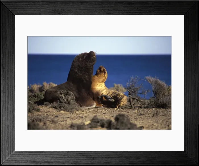 Framed Print : South American Sea Lion - Male and female, courtship Coast of Patagonia, Argentina Framed Print : South American Sea Lion - Male and female, courtship Coast of Patagonia, Argentina