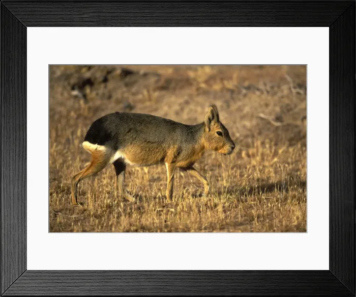 Framed Print : MARA  /  Patagonian Hare  /  Patagonian Cavy Range: Argentina, west - central Provinces and Patagonia. Photographed in Chubut Province